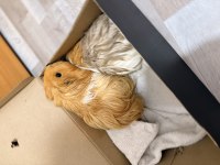 Guinea pig 1 dişi ve 1 erkek