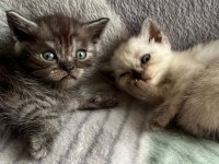 Mavi gözlü british shorthair yavrularımız