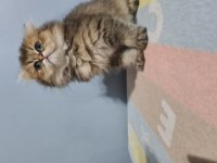 Yakışıklı oğlum british longhair