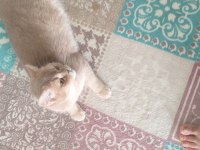 British shorthair BALIM için yuva arıyoruz