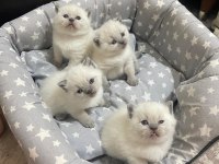 British Shorthair Yavrularım Yuvalarını Bekliyor