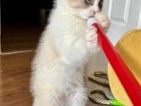Satılık Scottish Fold Yavrusu