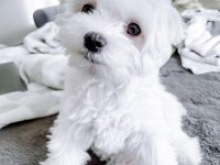 Maltese Terrier Xs Mini Mini Can Dostları