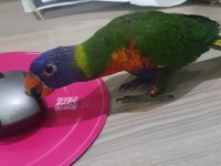 6 aylık lori papağanı