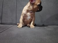 French bulldog dişi