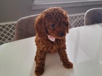 Minik toy poodle kızımız