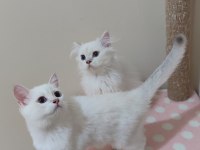 3 AYLIK DİŞİ ERKEK BRİTİSH LONGHAİR