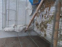 Sağlıklı Kalem Gibi Bakıcı Eş Albino Sultan