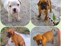 Orijinal BOXER yavruları...