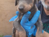 ORJİNAL BLUE VE EUROPE DOBERMAN