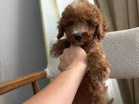 AŞILI WC EĞİTİMLİ TOY POODLE YAVRULAR