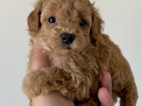 Teacup toy poodle