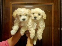 O numara maltipoo yavrularımız
