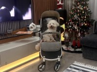 KÖPEĞİMİZ İÇİN LÜTFEN AÇIKLAMAYI OKUMADAN ARAMAYINIZ