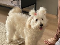 Maltipoo Dişi kısır 7 aylık