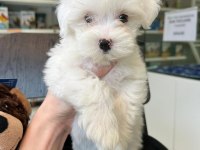 MALTESE KÖPEĞİ YAVRULARI