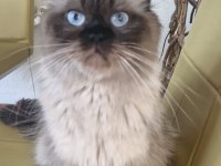Sevgi Dolu Yuvalarını Arayan 3 British Longhair Yavru