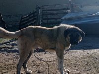 Satılık bir yaşında Kangal kırması