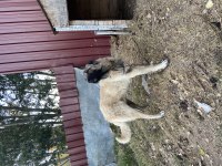 4+1 takım kangal