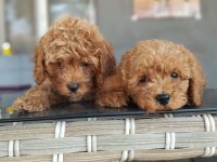 Acele edin maltipoo bebekler sizi bekliyor