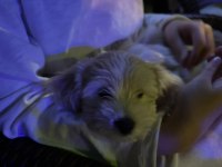 Maltipoo Köpeğimizi Sahiplendirme