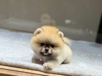 Birbirinden Sevimli ve Oyuncu Pomeranian Yavrularımız