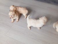 2 aylık maltipoo kaliteli yavru