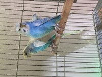 Japonese Hazır Takım Muhabbet Kuşu