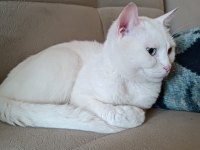 Sokakta bulduk tahmini 1 yaşında british shorthair