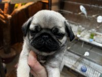 Pug Bebeklerimiz Yeni Ailelerini Bekliyor