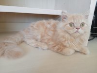 Baldan Tatlı British Longhair Kedimiz Krema