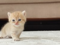 Erkek ve dişi kediler yavrular rezerveye uygun