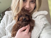 12 Yıllık Üreticiden Toy Poodle Yavruları
