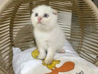British Shorthair, Scottish Shorthair