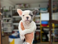 SEVİMLİ FRENCH BULLDOG YAVRULARI