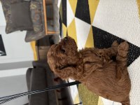 Toy poodle köpeği