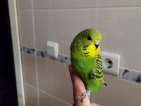Sağlıklı yavru muhabbet kuşları uygun verilecektir