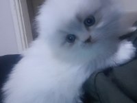 Scottish Blue Point Mavi Gözlü Safkan Kısa Kulak