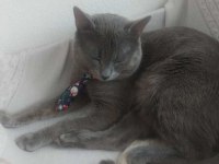 Russian blue ve british longhair kırma yavrular