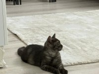 Yavru british shorthair çok tatlı