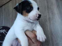 Üst Kalite jack russell yavrular