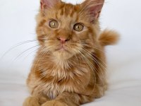 SAFKAN XL Mainecoon Red 