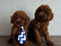 Toy Poodle Yavrular