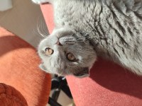 Scottish fold kedimize erkek british arayışımız mevcut