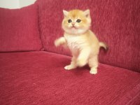 Golden british shorthair prenses