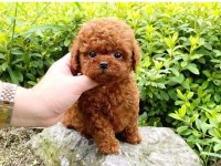 Toy Poodle Yavruları Red Renk Erkek ve Dişi Seçenekleri