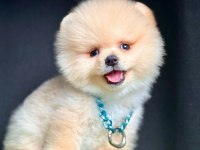 Safkan Pomeranian Boo Bebekler