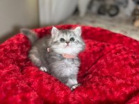 A++ RENK RENK BEBEK KEDİLER
