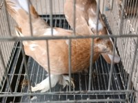 Özbek taklacı güvercinleri (Sarı-beyaz çift tepeli)