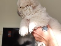 Pekinez yavru erkek köpeğimiz
